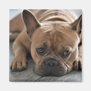 Aimant Photo personnalisée Chien pour animaux de compagni