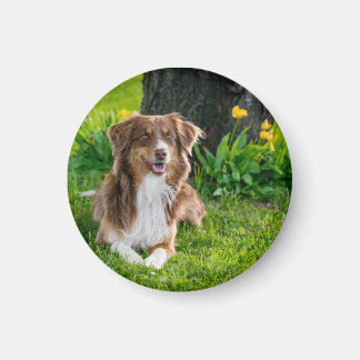 Aimant Photo personnalisée pour animal de compagnie