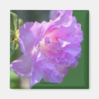 Aimant photo rose Azalea