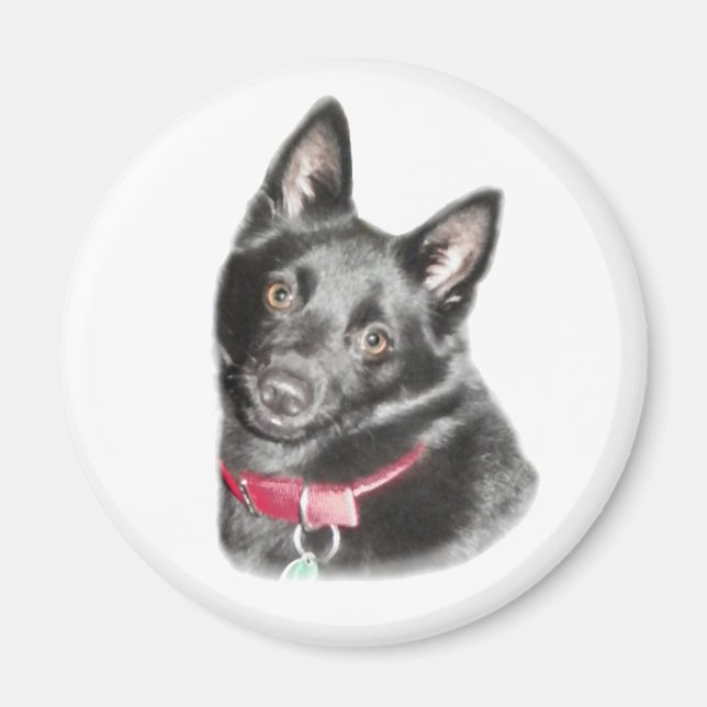 Aimant Photo Schipperke (Devant)