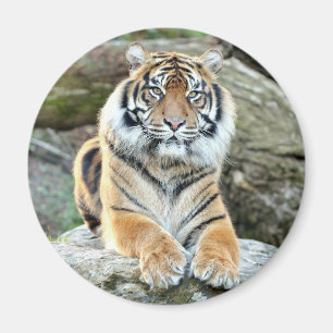 Aimant Photo tiger, animaux 0214.