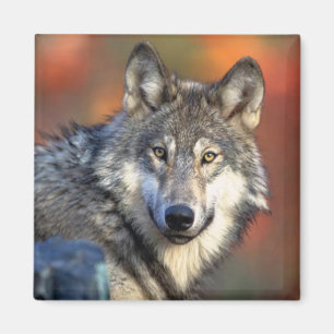 Aimant Photo Wolf