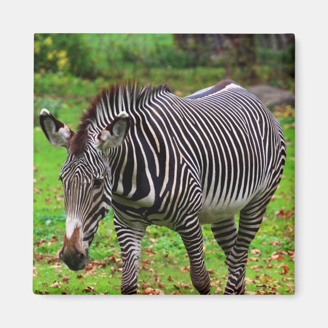 Aimant Photo Zebra (Devant)