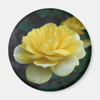 Aimant Photographie à fleurs de rose jaune