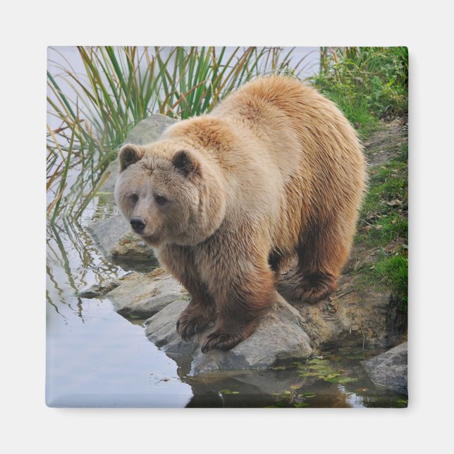 Aimant Photographie d'animal de faune d'ours grizzly (Devant)