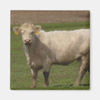 Photographie d'animaux de ferme de vache blanche