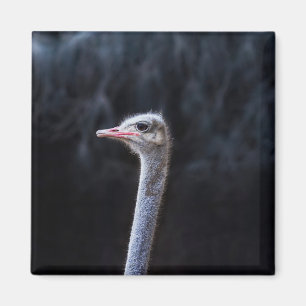Aimant Photographie d'autruche
