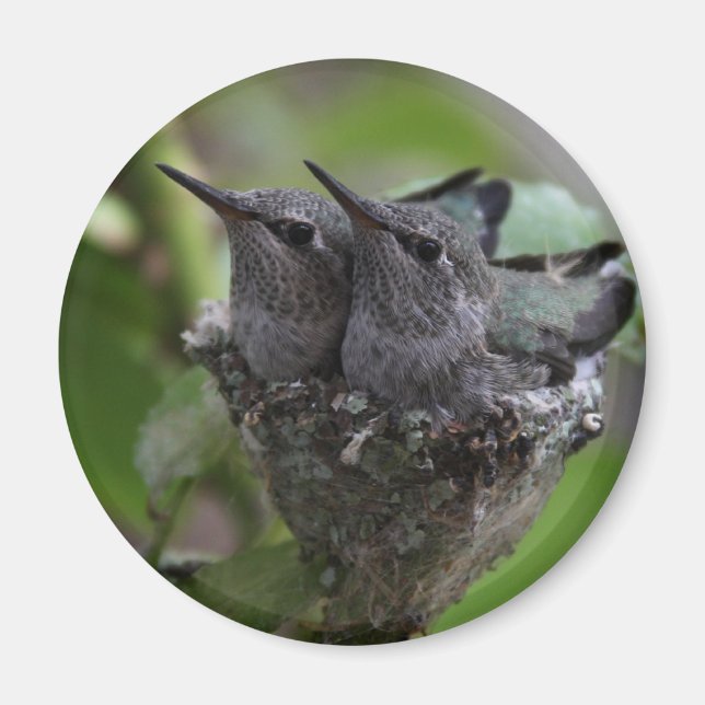 Aimant Photographie de colibris adorables (Devant)