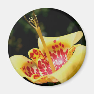 Aimant Photographie de fleur de lis jaune tachetée