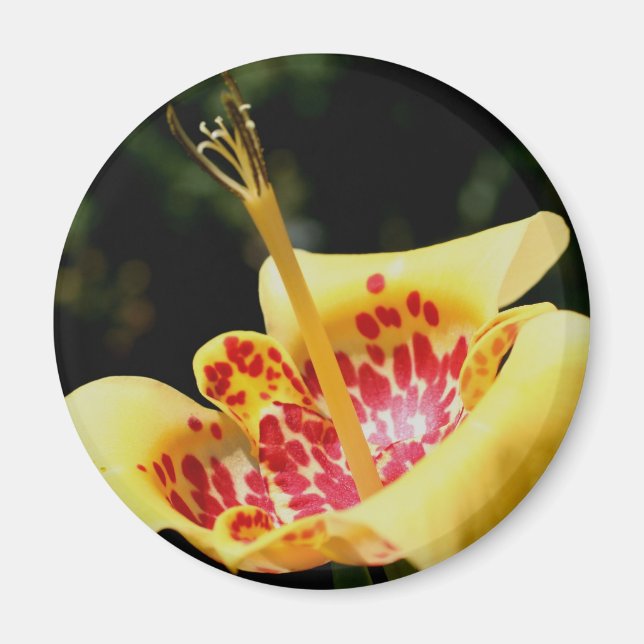 Aimant Photographie de fleur de lis jaune tachetée (Devant)