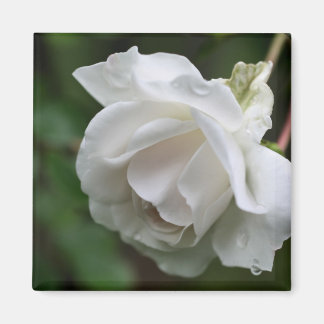 Aimant Photographie de fleur de rose blanche