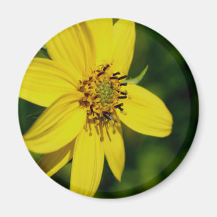 Aimant Photographie de fleur de tournesol Maximilian