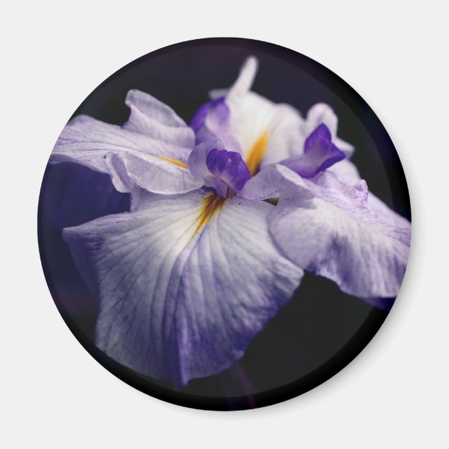 Aimant Photographie de fleur d'iris japonais pourpre (Devant)