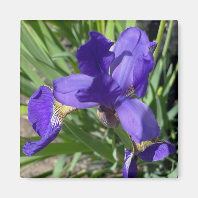Aimant Photographie de fleur d'iris pourpre  (Devant)