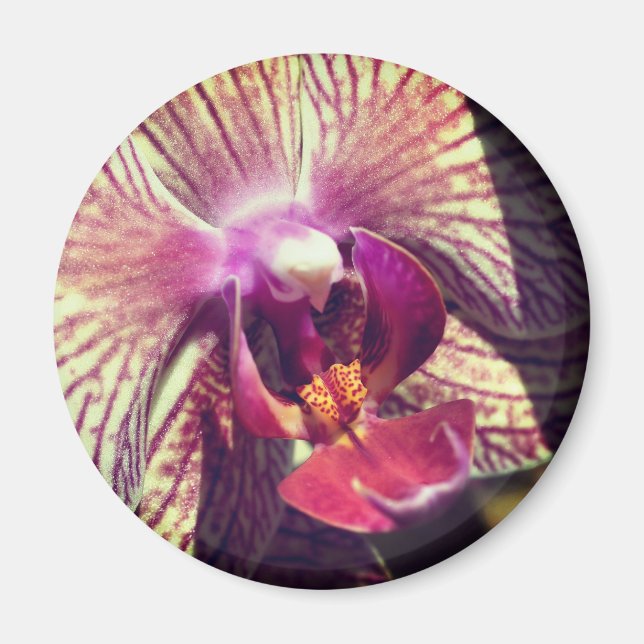 Aimant Photographie de fleur d'orchidée en gros plan (Devant)