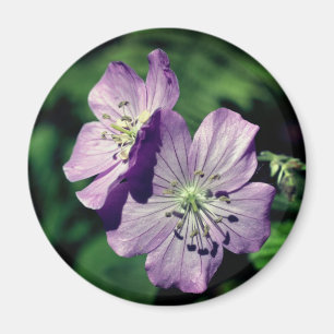 Aimant Photographie de fleurs de géranium jumelles lavand