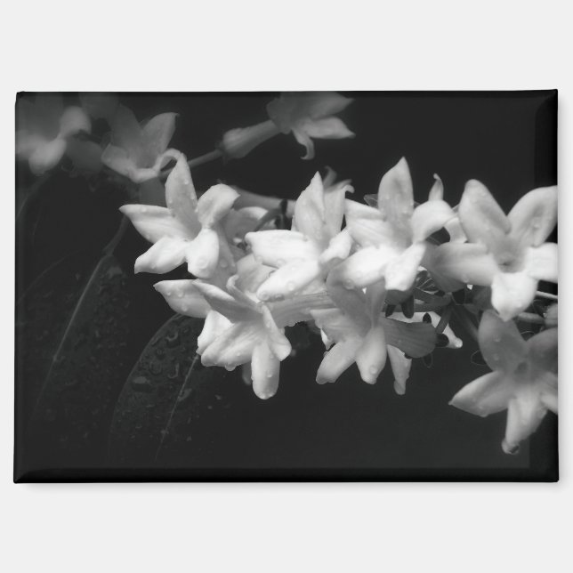 Aimant Photographie de fleurs de jasmin noir et blanc (Recto)