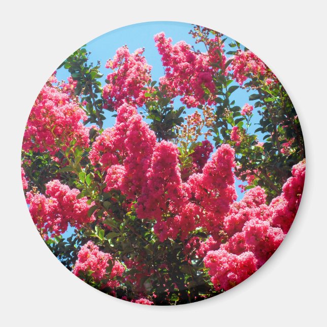 Aimant Photographie de fleurs de lagerstroemia rose (Devant)
