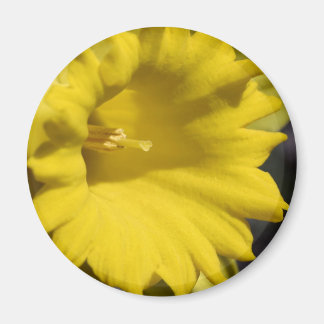 Aimant Photographie de gros plan de fleur de jonquille ja