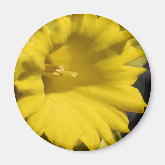 Aimant Photographie de gros plan de fleur de jonquille ja (Devant)