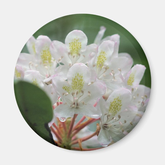 Aimant Photographie de jolie fleur d'azalée blanche  (Devant)