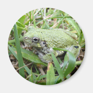 Aimant Photographie de la nature de la grenouille arboric