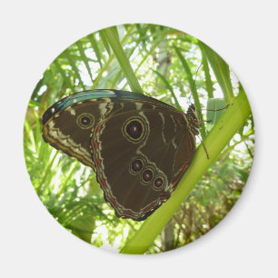 Aimant Photographie de la nature du papillon Morpho bleu