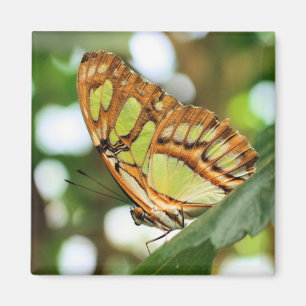 Aimant Photographie de la nature en observation de papill