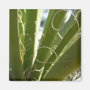 Aimant Photographie de la nature verte Feuille du Yucca
