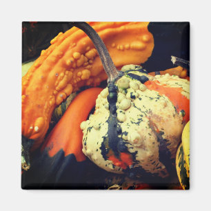 Aimant Photographie de nature de Gourdes Fantaisie