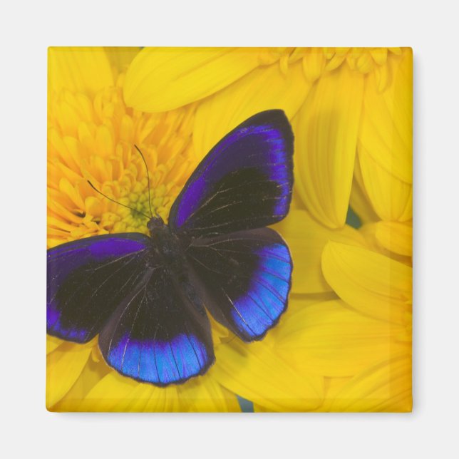 Aimant Photographie de papillon (Devant)