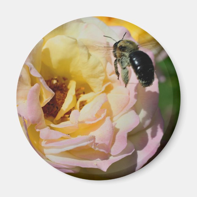 Aimant Photographie de rose et de fleur d'abeille  (Devant)