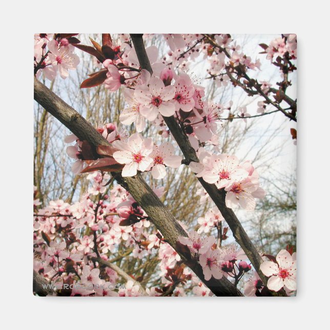 Aimant Photographie des fleurs de prunes de printemps (Devant)