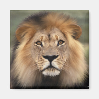 Aimant Photographie des lions