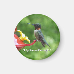 Aimant Photographie d'oiseau Colibri à gorge rubis