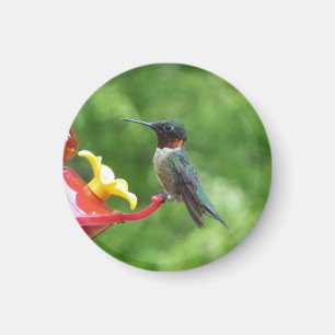Aimant Photographie d'oiseau de colibri à gorge rubis