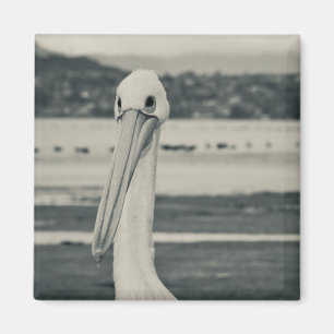 Aimant Photographie du pélican noir et blanc