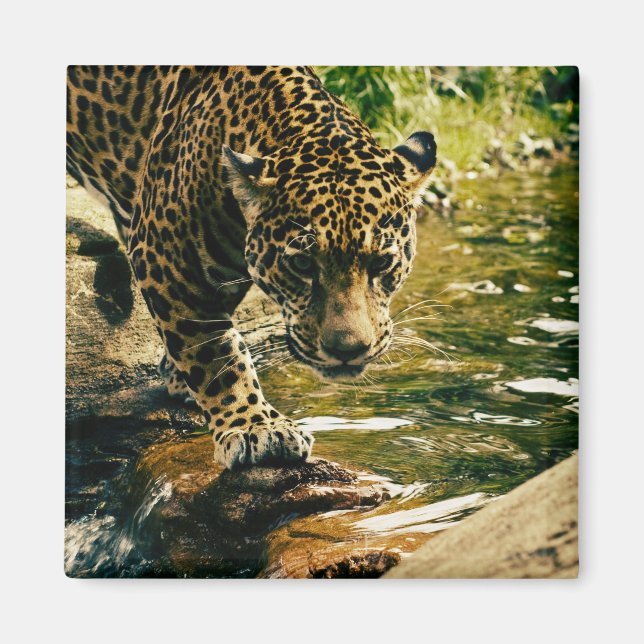 Aimant Photographie d'un léopard traversant un ruisseau (Devant)