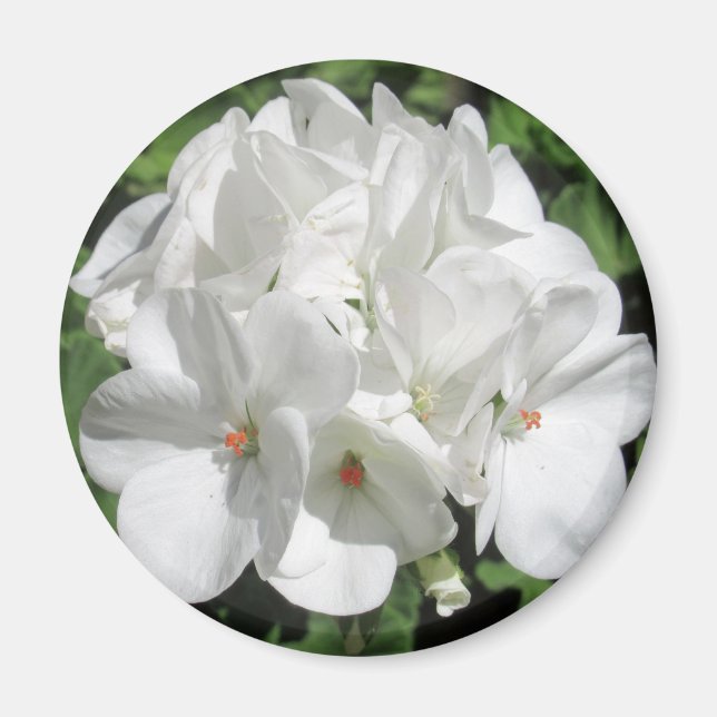 Aimant Photographie florale blanche (Devant)