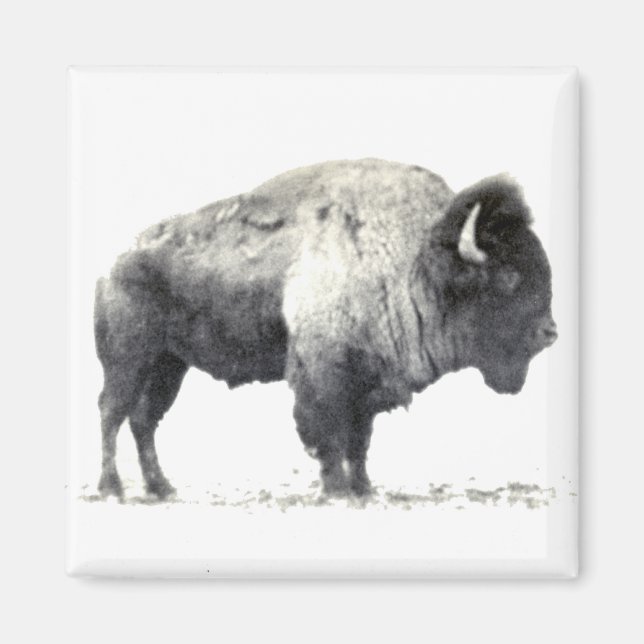 Aimant Photographie historique du bison américain (Devant)