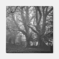 Photographie noir et blanc de la forêt éffrayante