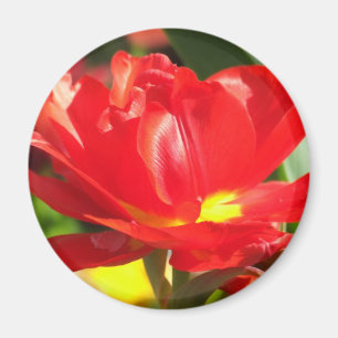 Aimant Photographies rouges de tulipe
