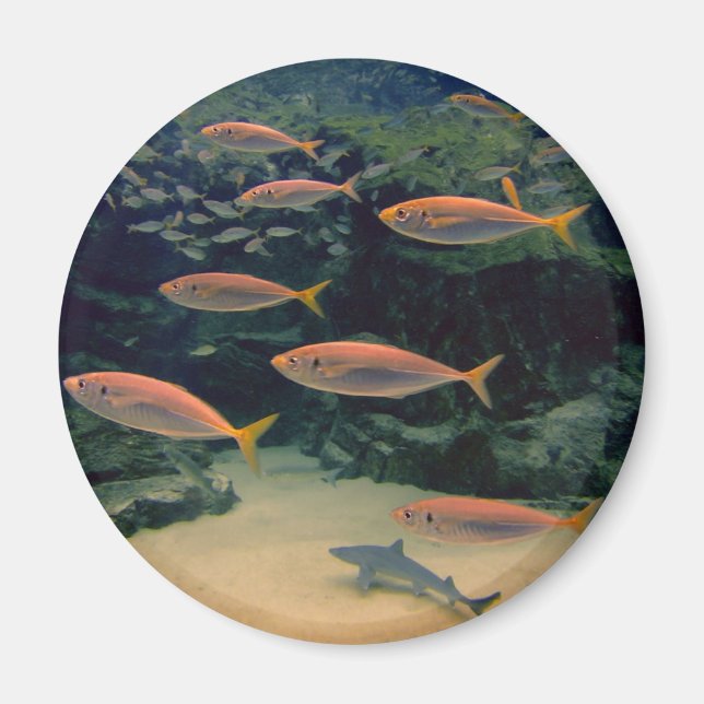 Aimant Photos de poisson rose sous l'eau (Devant)