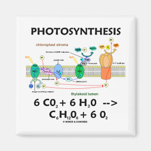 Aimant Photosynthèse (anhydride carbonique + L'eau)