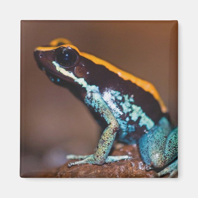 Aimant Phyllobates vittatus, une grenouille à flèche empo (Devant)
