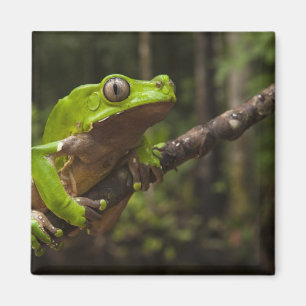 Aimant Phyllomedusa bicolor) grenouille géante à feuilles