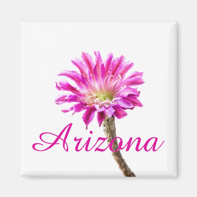 Aimant Piazza rose fleur de cactus en fleur, Arizona (Devant)