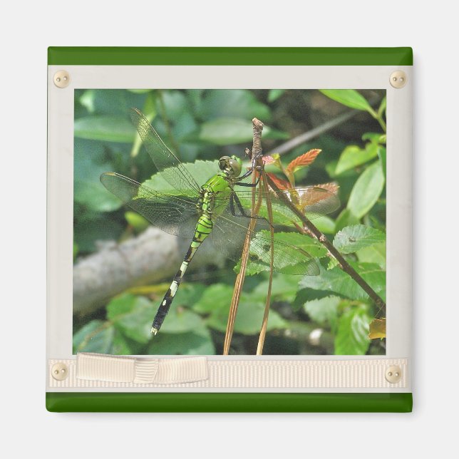 Aimant Pièces coordonnées de libellules de Pondhawk orien (Devant)