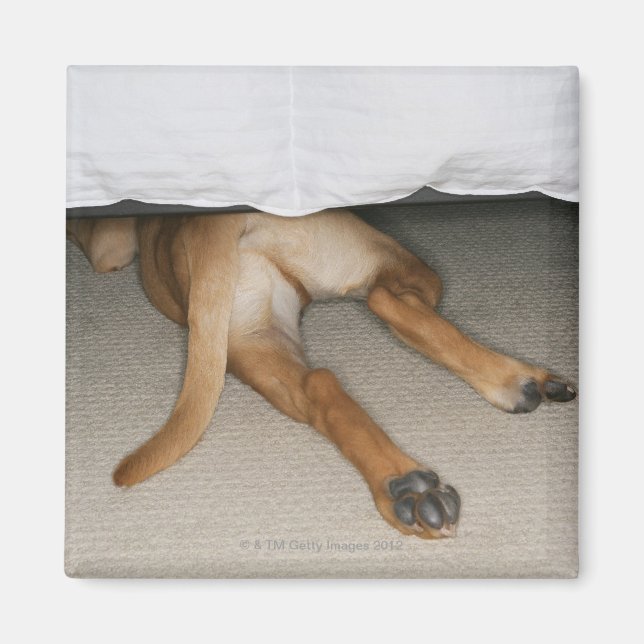 Aimant Pieds et queue de chien de laboratoire jaune caché (Devant)