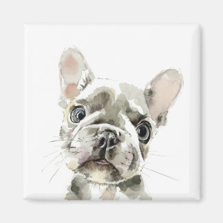 Aimant Pierre, chiot français Bulldog